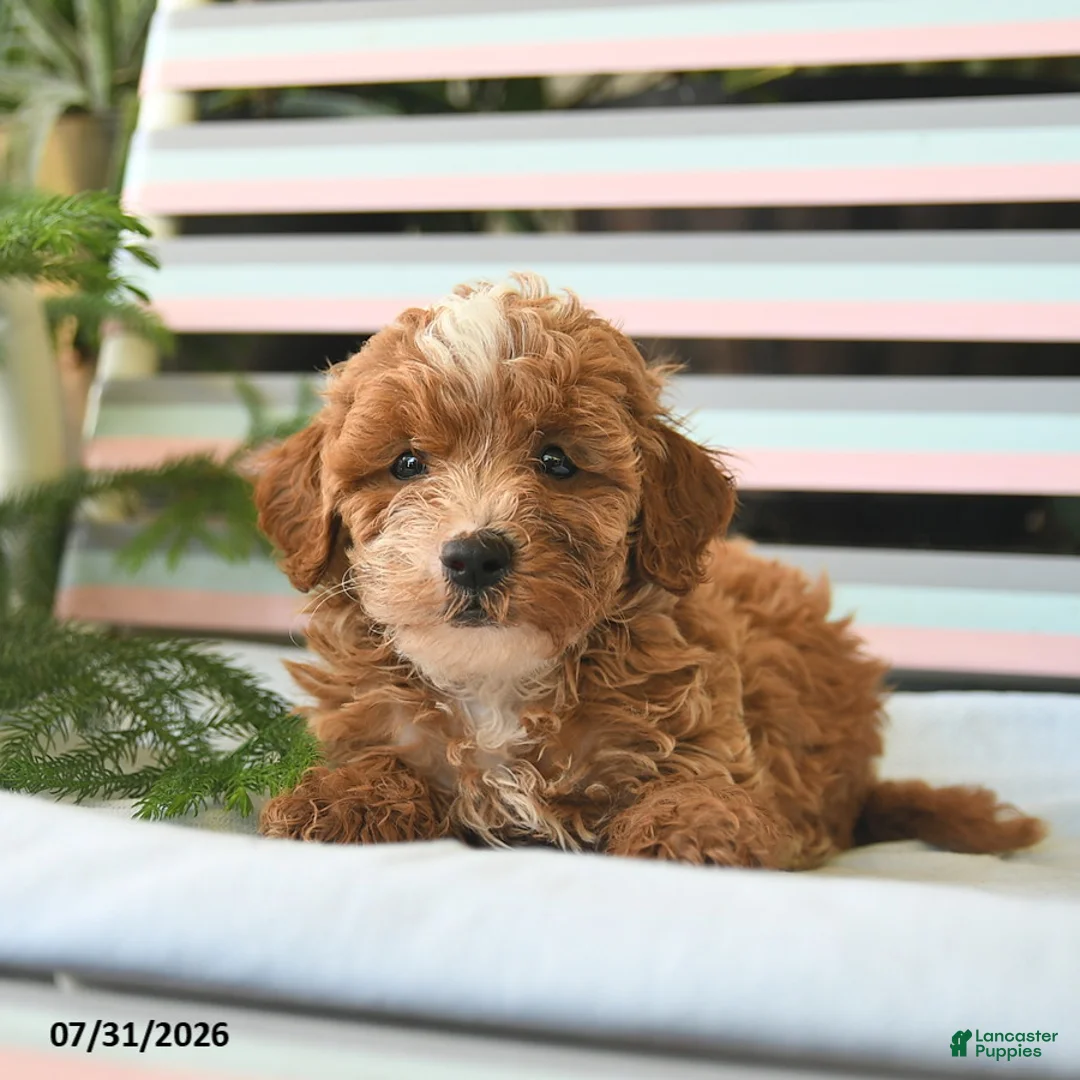 Miniature Poodle dogs for sale: Leo  - Ad 2
