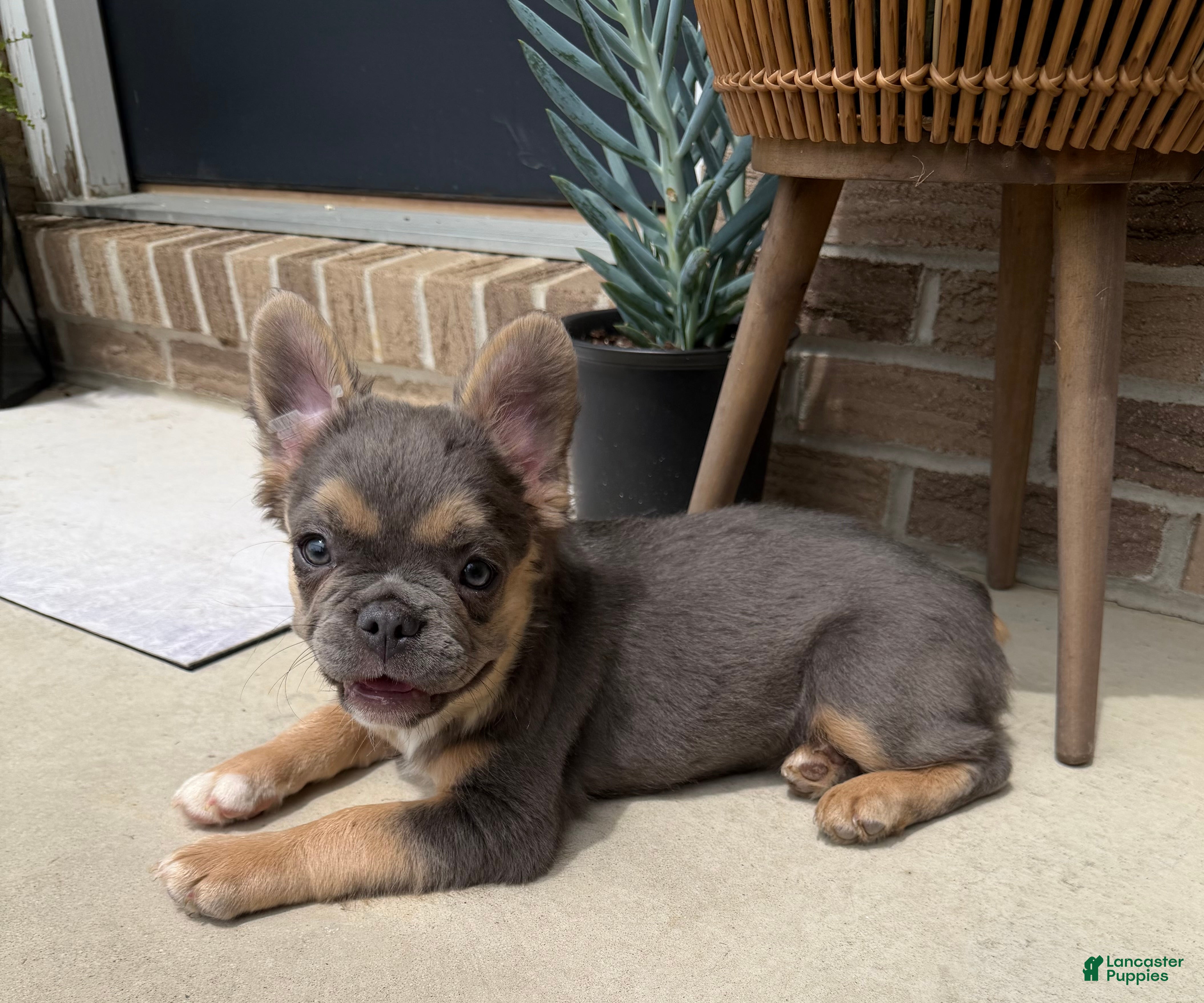 French Bulldog dogs Gigi - Ad 2
