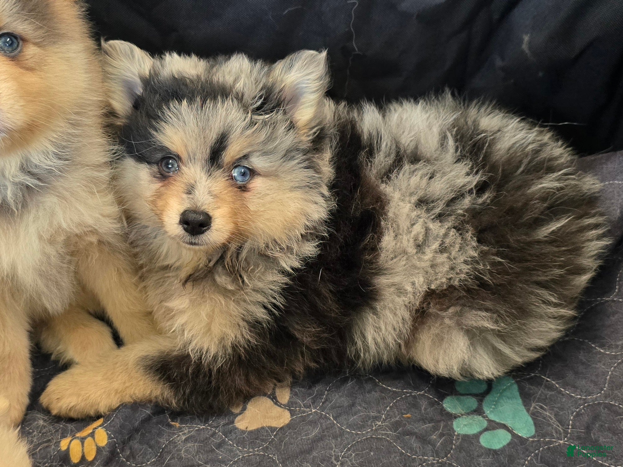 Pomsky dogs Merle boy - Ad 1