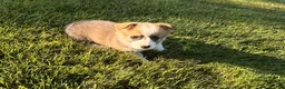Welsh Corgi Pembroke dogs for sale: Teddy - Ad 6