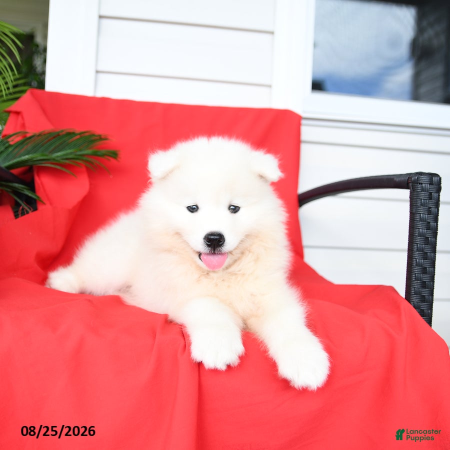 Samoyed dogs Lexi  - Ad 2