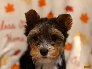 Yorkshire Terrier dogs Yorkshire Terrier Puppy 1 - Ad 5