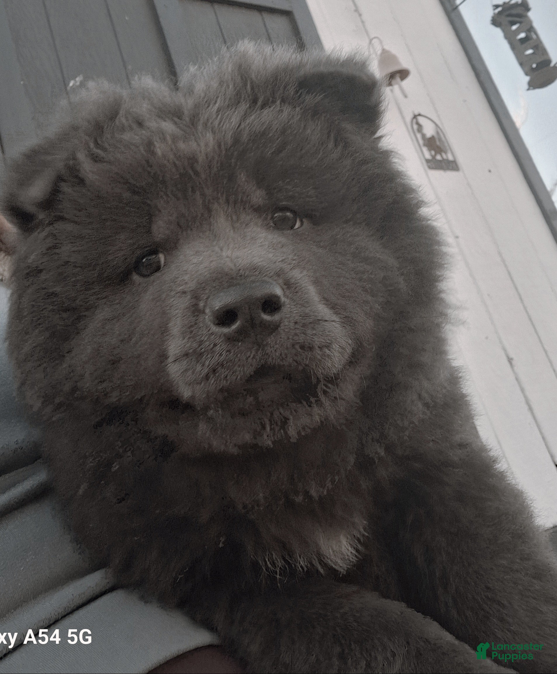 Chow Chow dogs Chow Chow Puppy 1 - Ad 3
