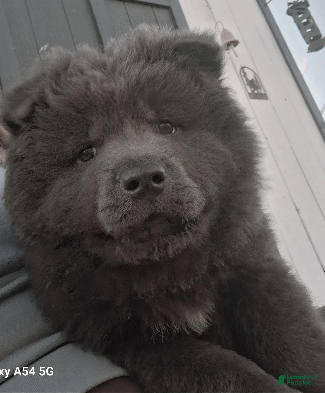 Chow Chow dogs for sale: Chow Chow Puppy 1 - Ad 1