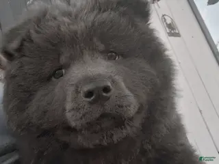 Chow Chow dogs Chow Chow Puppy 1 - Ad 3