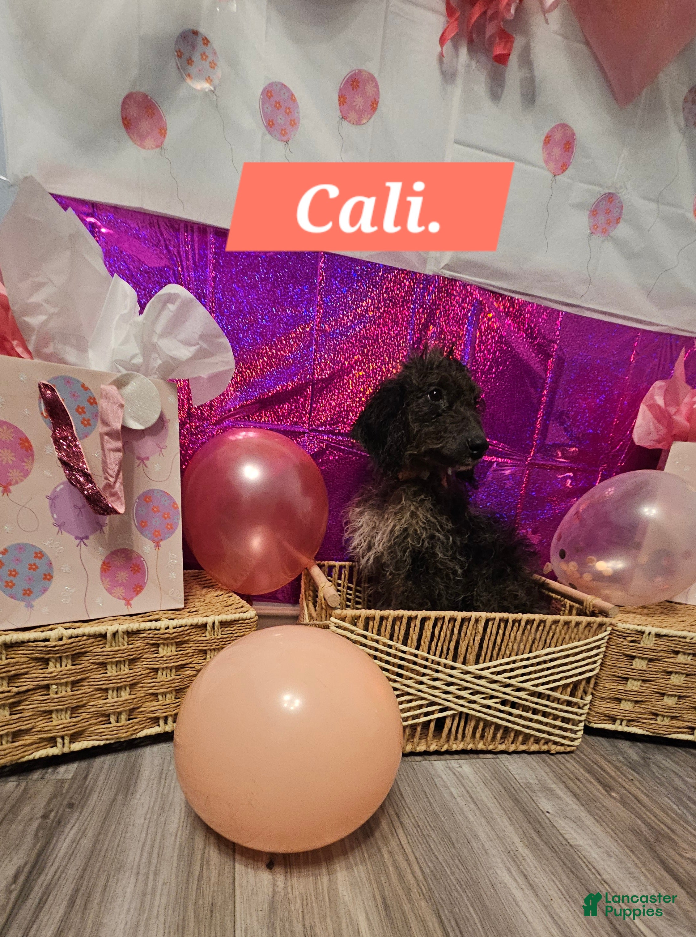 Mixed Breed dogs for sale: Cali  - Ad 2