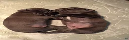 Pug dogs for sale: Pug 1 - Ad 4