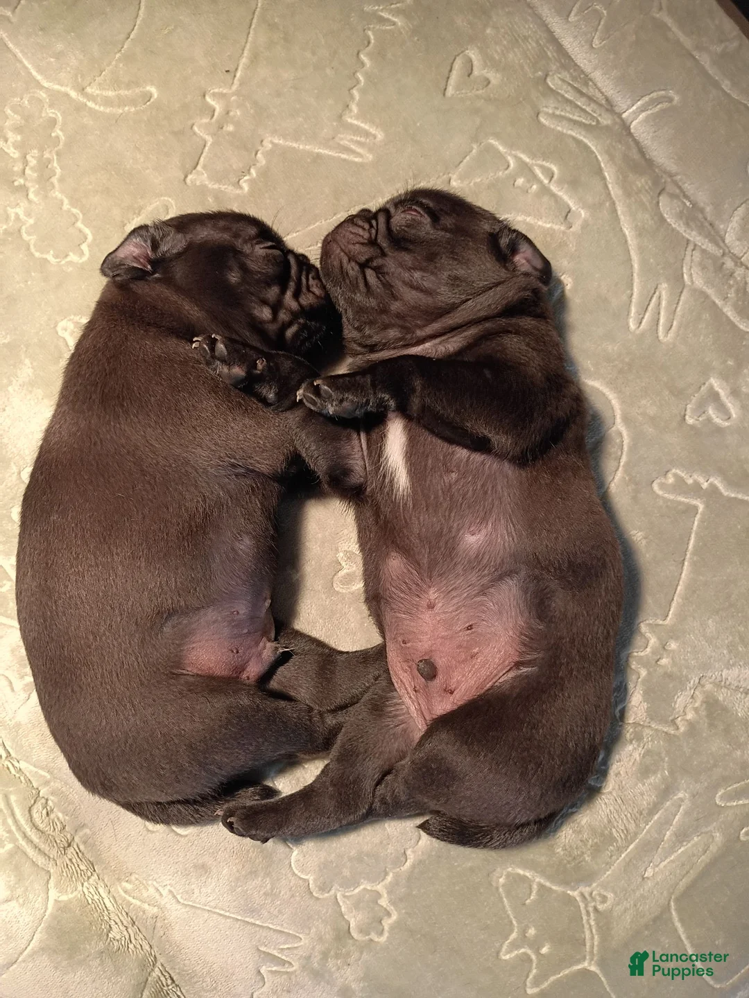 Pug dogs for sale: Pug 1 - Ad 4