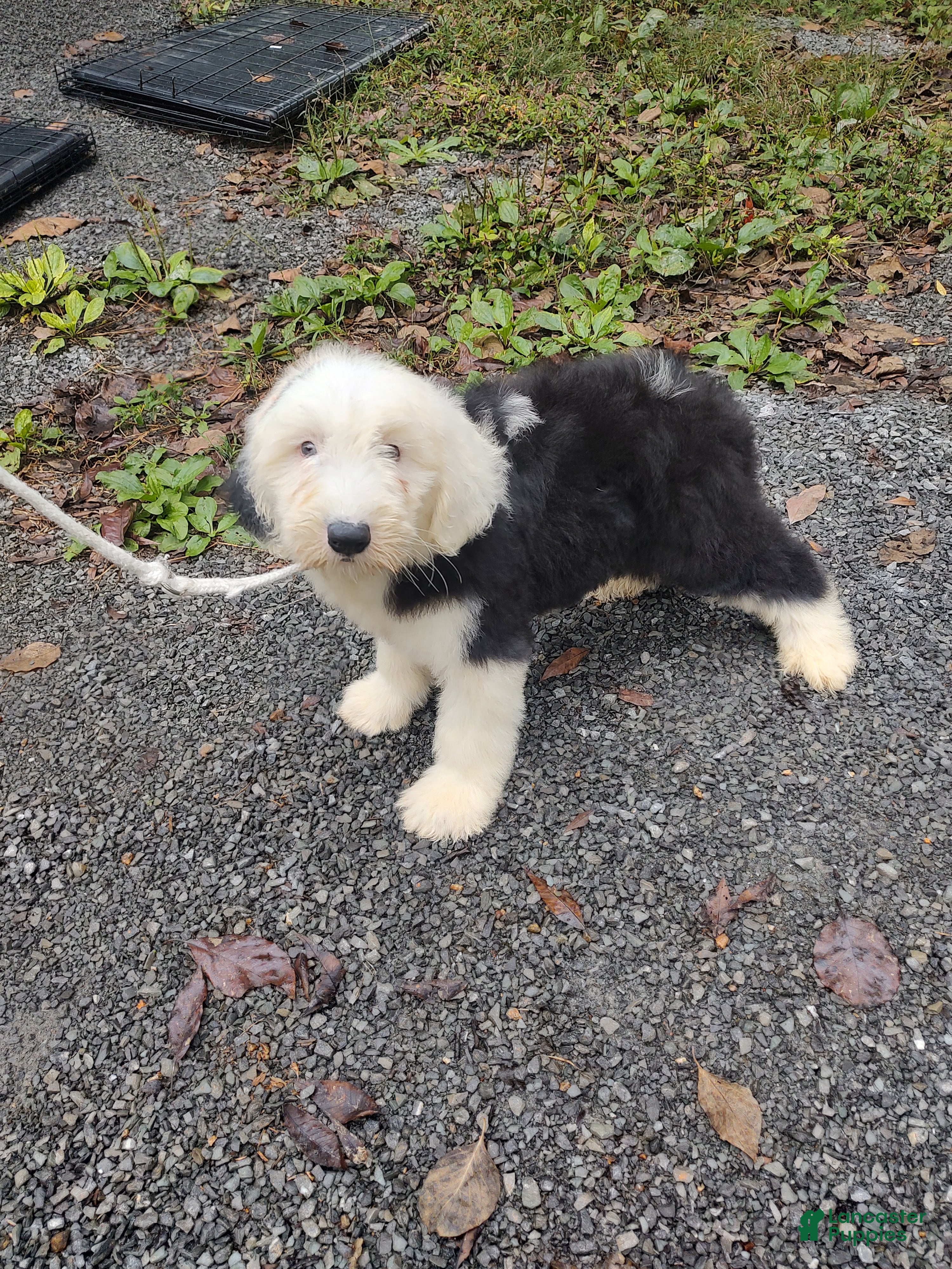Old English Sheepdog (Old English Sheepdog, Male) in Charleston, TN