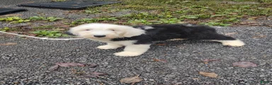 Old English Sheepdog 1¹BLUE EYE1 BROWN EYE 