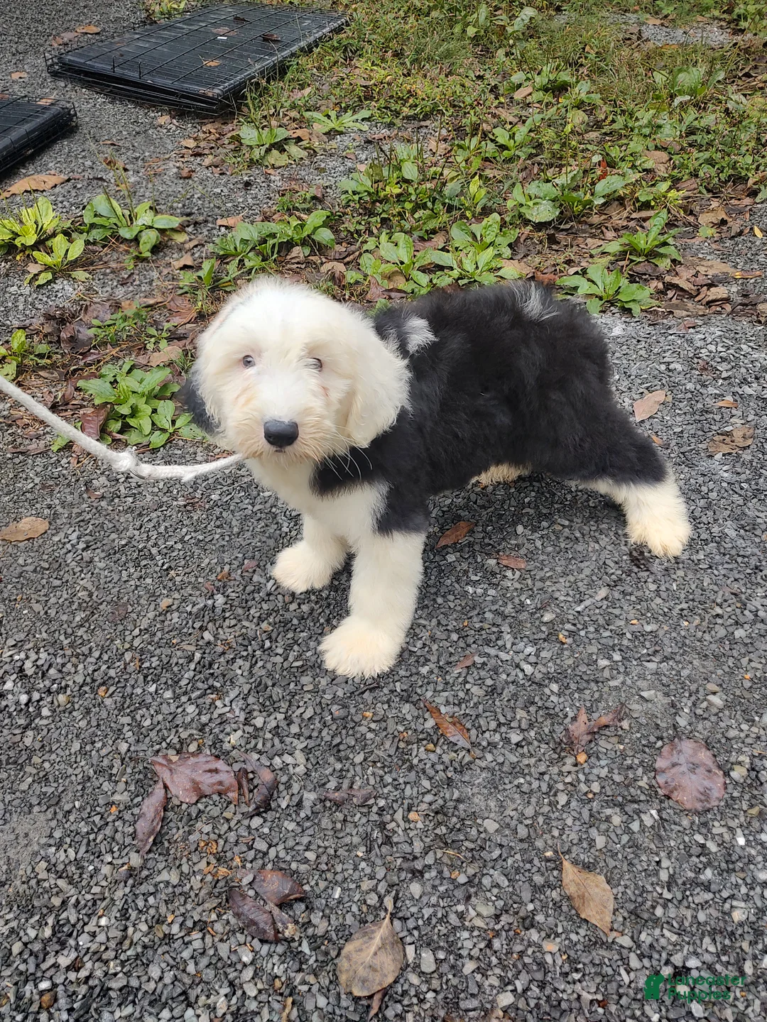 Old English Sheepdog dogs for sale: Old English Sheepdog 1¹BLUE EYE1 BROWN EYE  - Ad 1