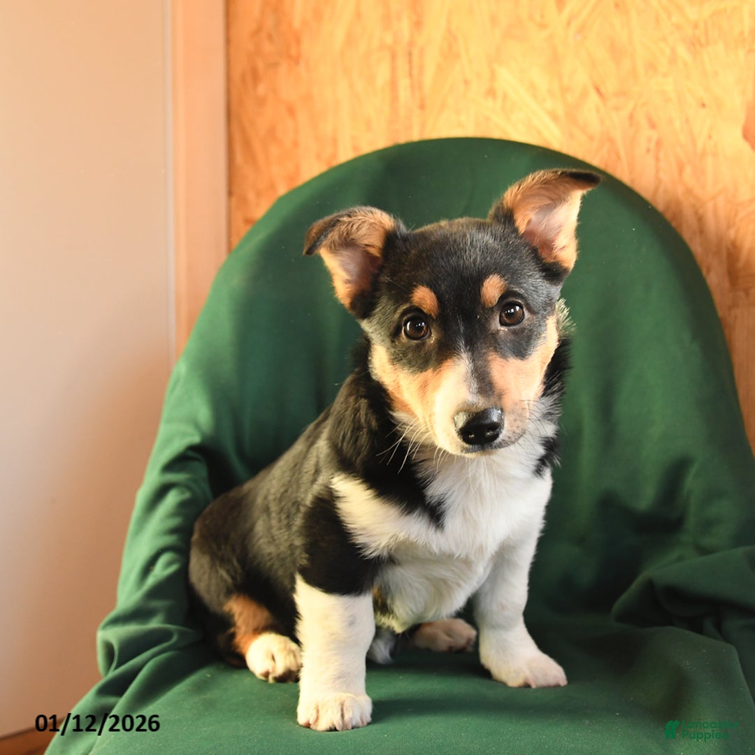 Welsh Corgi Pembroke dogs for sale: Kenya - Ad 1