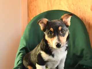 Welsh Corgi Pembroke dogs Kenya - Ad 8