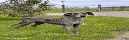 Great Dane dogs for sale: Thor - Ad 4