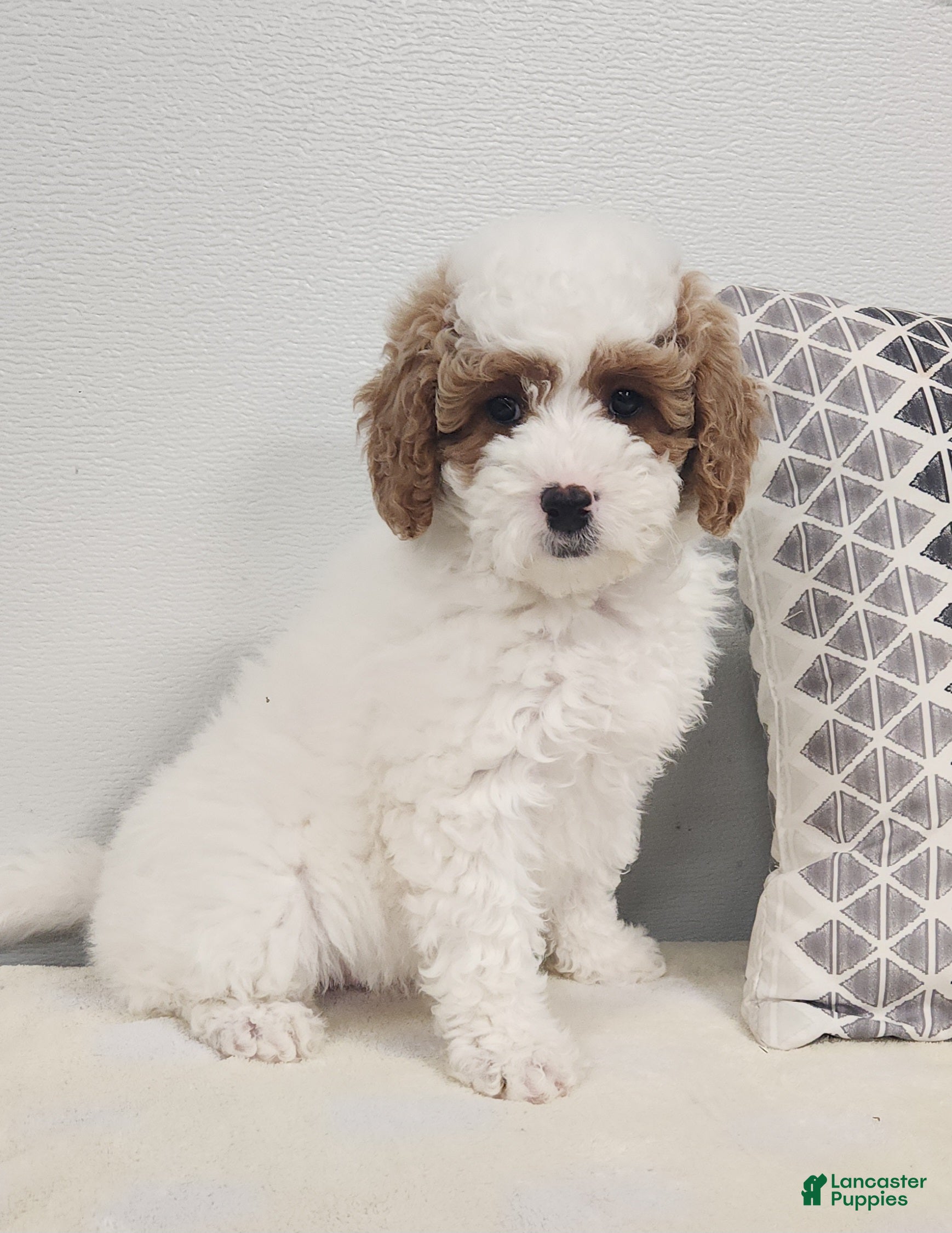 Mini Goldendoodle dogs Fiona  - Ad 32