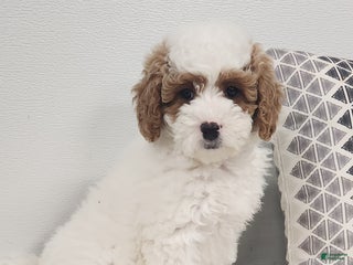 Mini Goldendoodle dogs Fiona - Ad 42