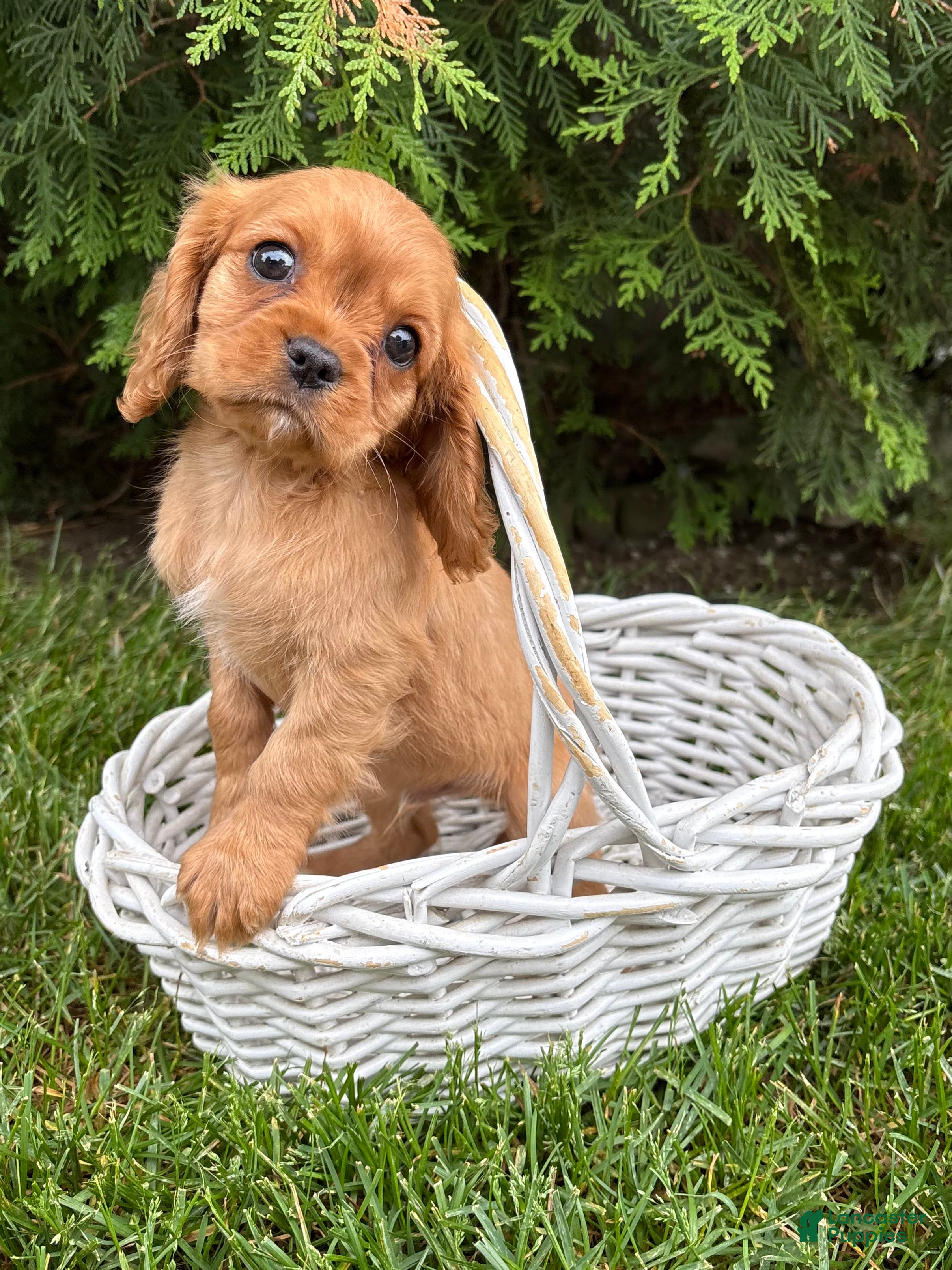 Cavalier King Charles Spaniel dogs Calihan - Ad 1