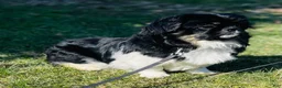 Pekapoo dogs for sale: Jasmine - Ad 5