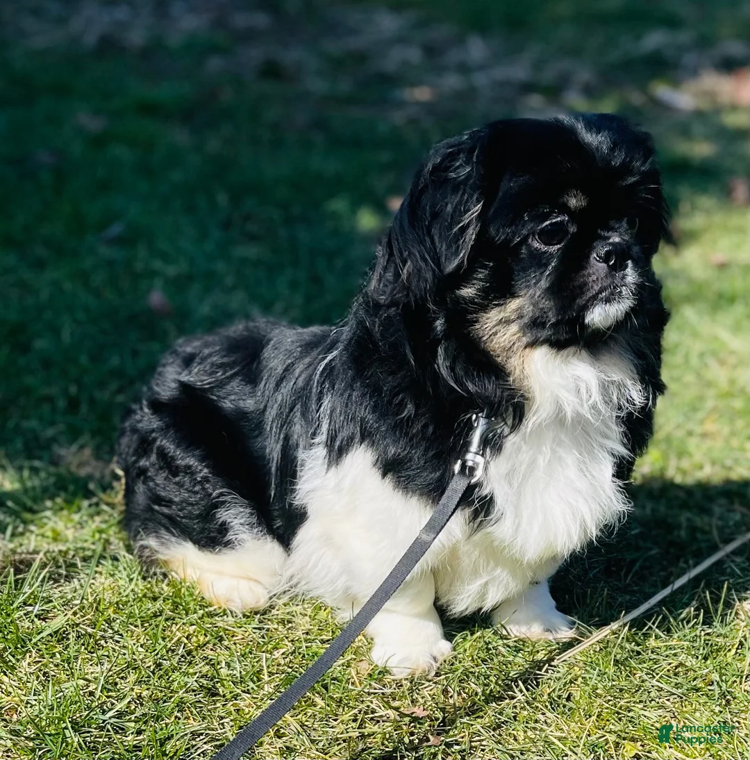 Pekapoo dogs for sale: Jasmine - Ad 5