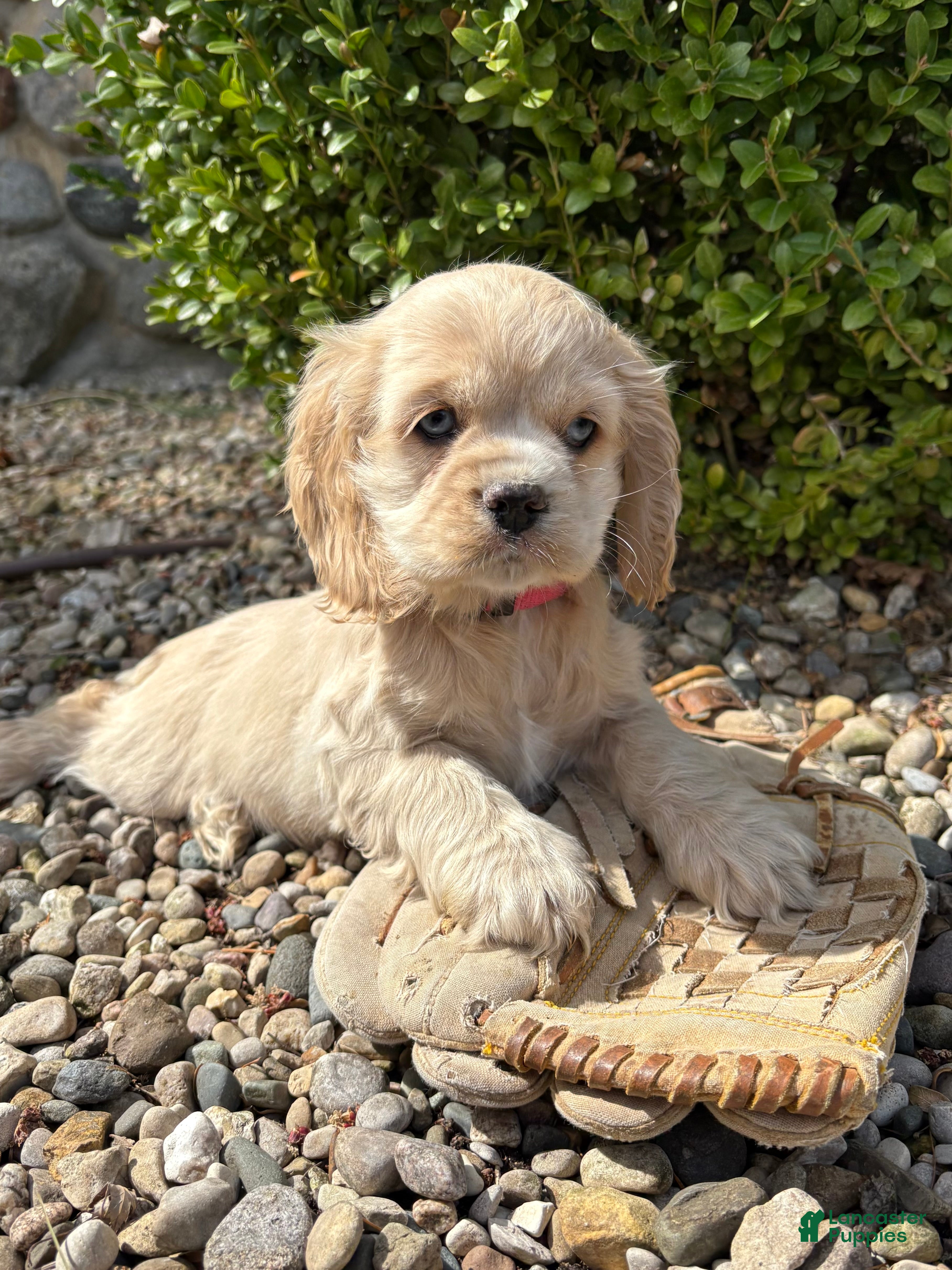 Mini Hippo dogs Ivory - Ad 2