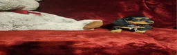 Miniature Dachshund dogs for sale: DUTTON - Ad 7