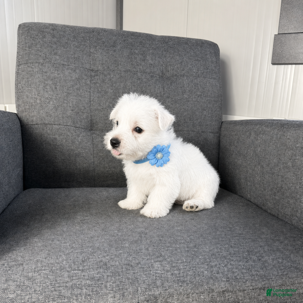 West Highland Terrier dogs Johnny - Ad 2