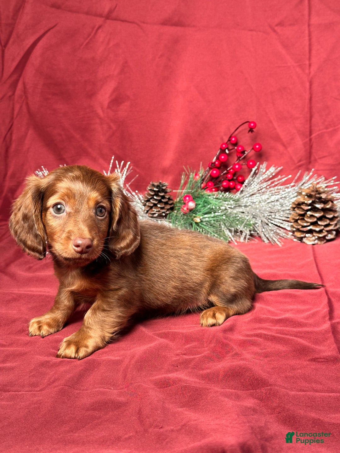 Miniature Dachshund dogs for sale: Theo - Ad 3
