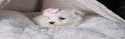 Maltese dogs for sale: ANGIE - Ad 13