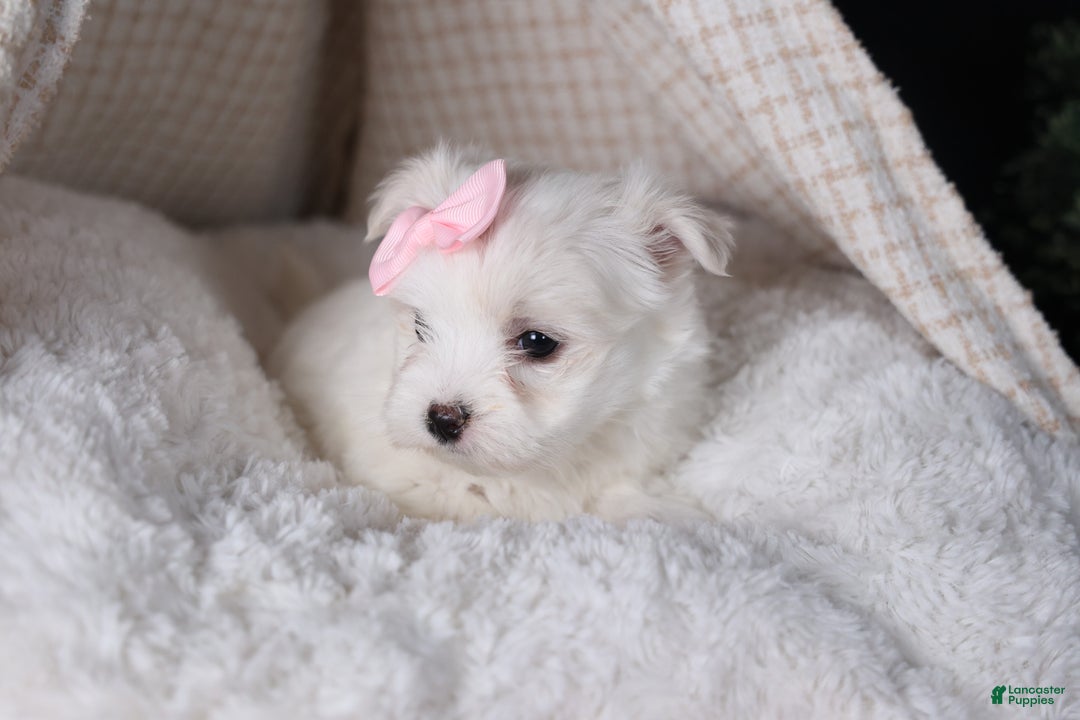Maltese dogs for sale: ANGIE - Ad 13