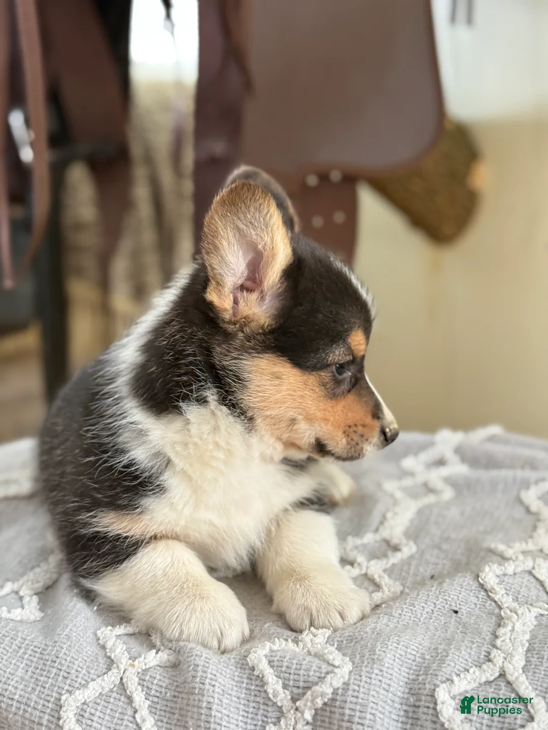 Welsh Corgi Pembroke dogs for sale: Finley - Ad 6