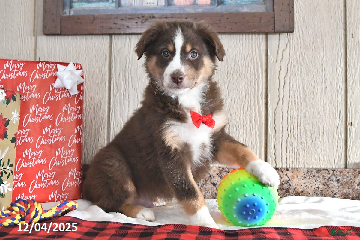 Australian Shepherd dogs Dasher - Ad 36