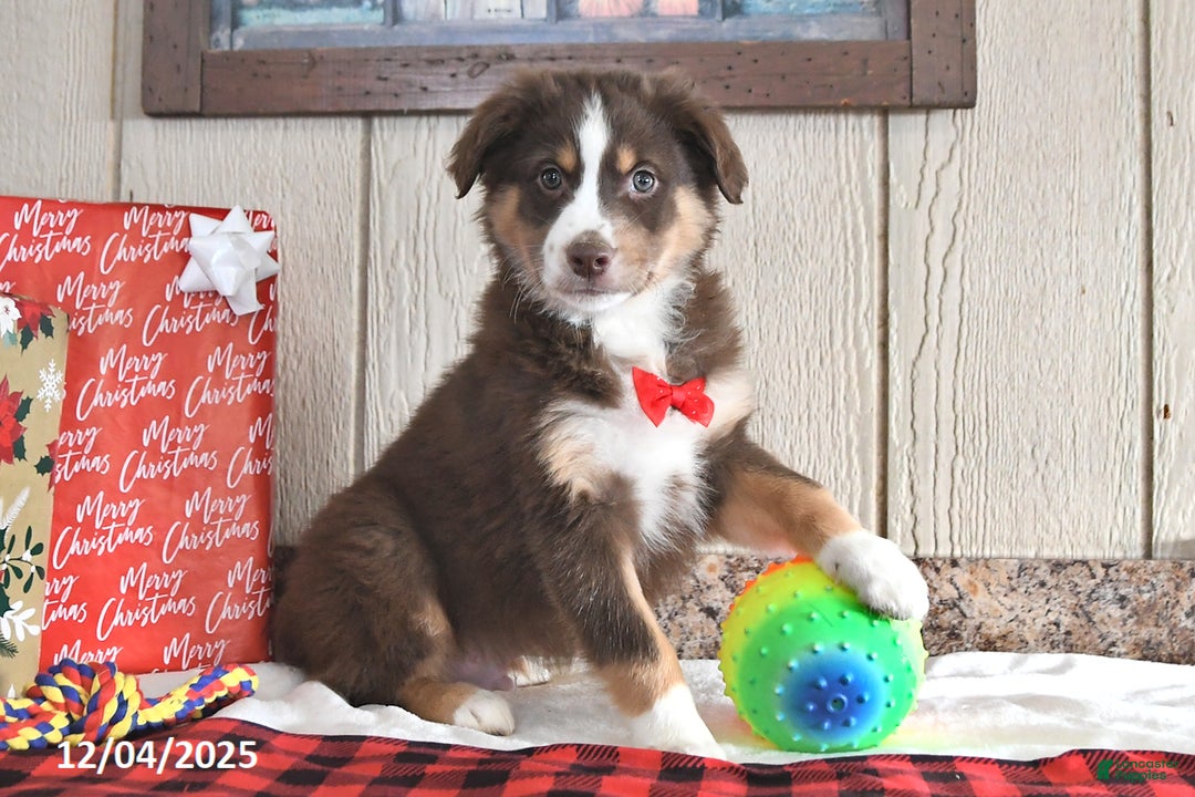 Australian Shepherd dogs for sale: Dasher - Ad 1