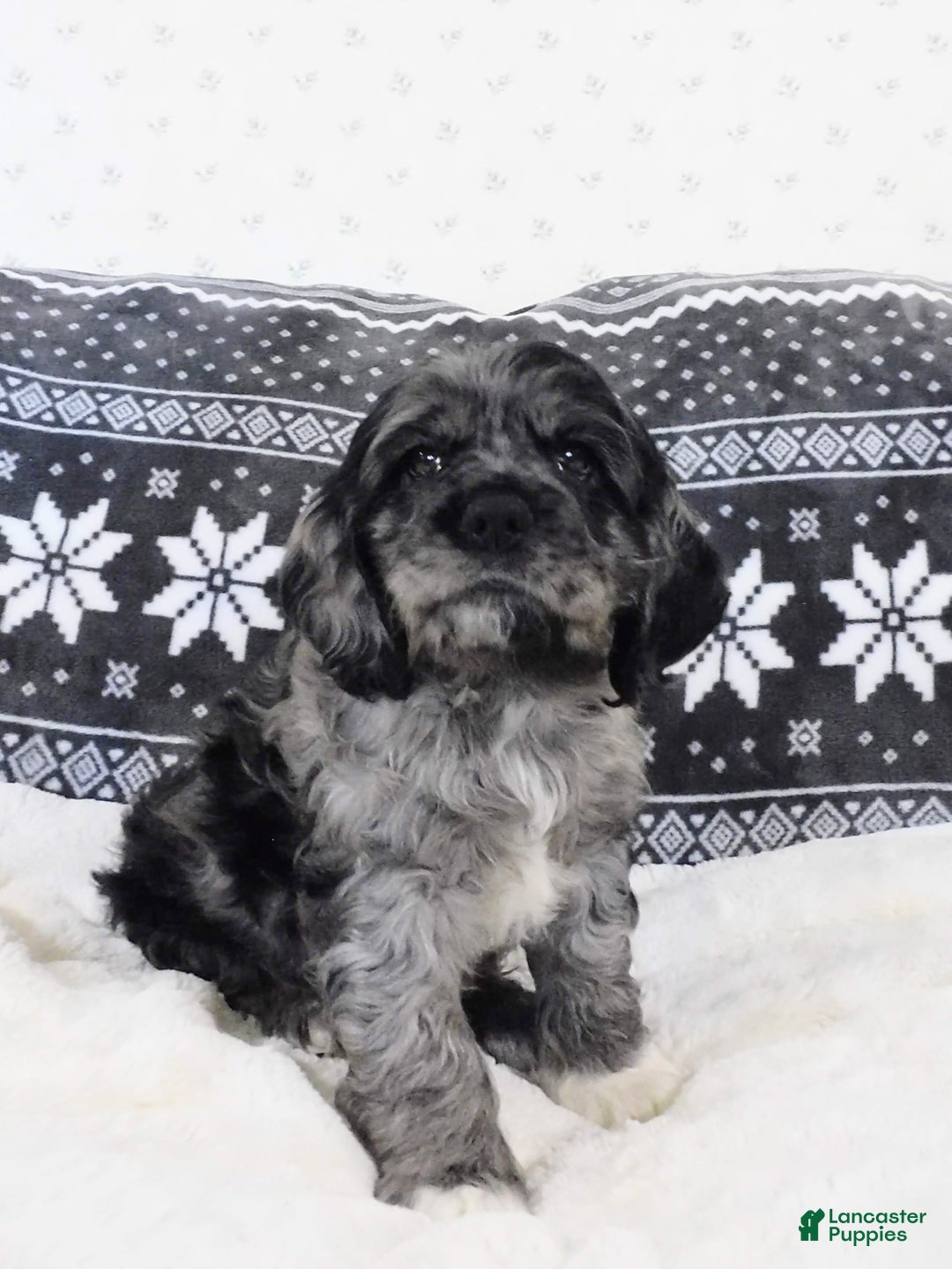 Cocker Spaniel dogs for sale: Espresso - Ad 3