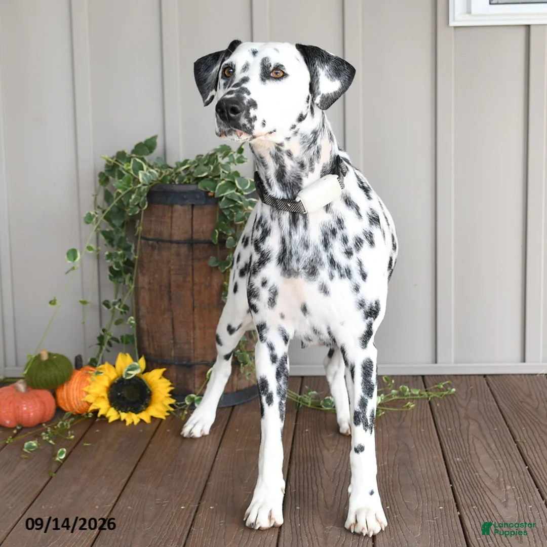 Dalmatian dogs for sale: Lashes - Ad 4