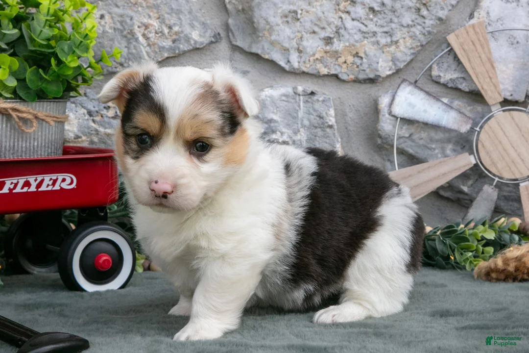 Welsh Corgi Pembroke dogs for sale: Isla - Ad 1
