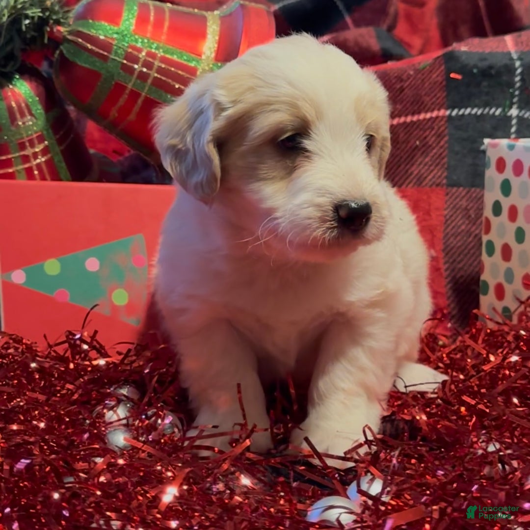 Mini Goldendoodle dogs for sale: Frosty  - Ad 2