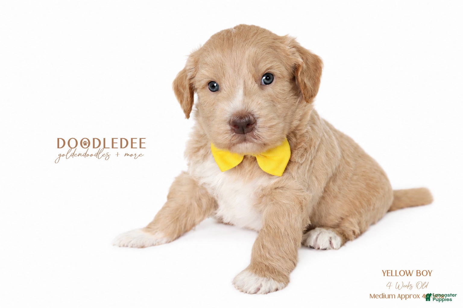 Goldendoodle dogs English Goldendoodle: Yellow Boy - Ad 1