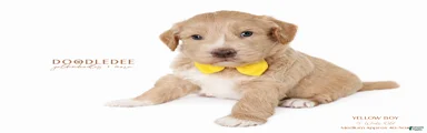English Goldendoodle: Yellow Boy
