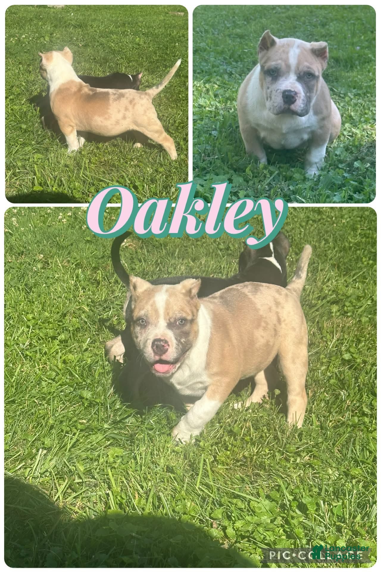 American Bully dogs Oakley - Ad 1