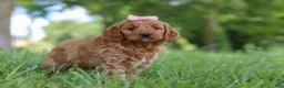 Mini Goldendoodle dogs for sale: Bonny - Ad 4