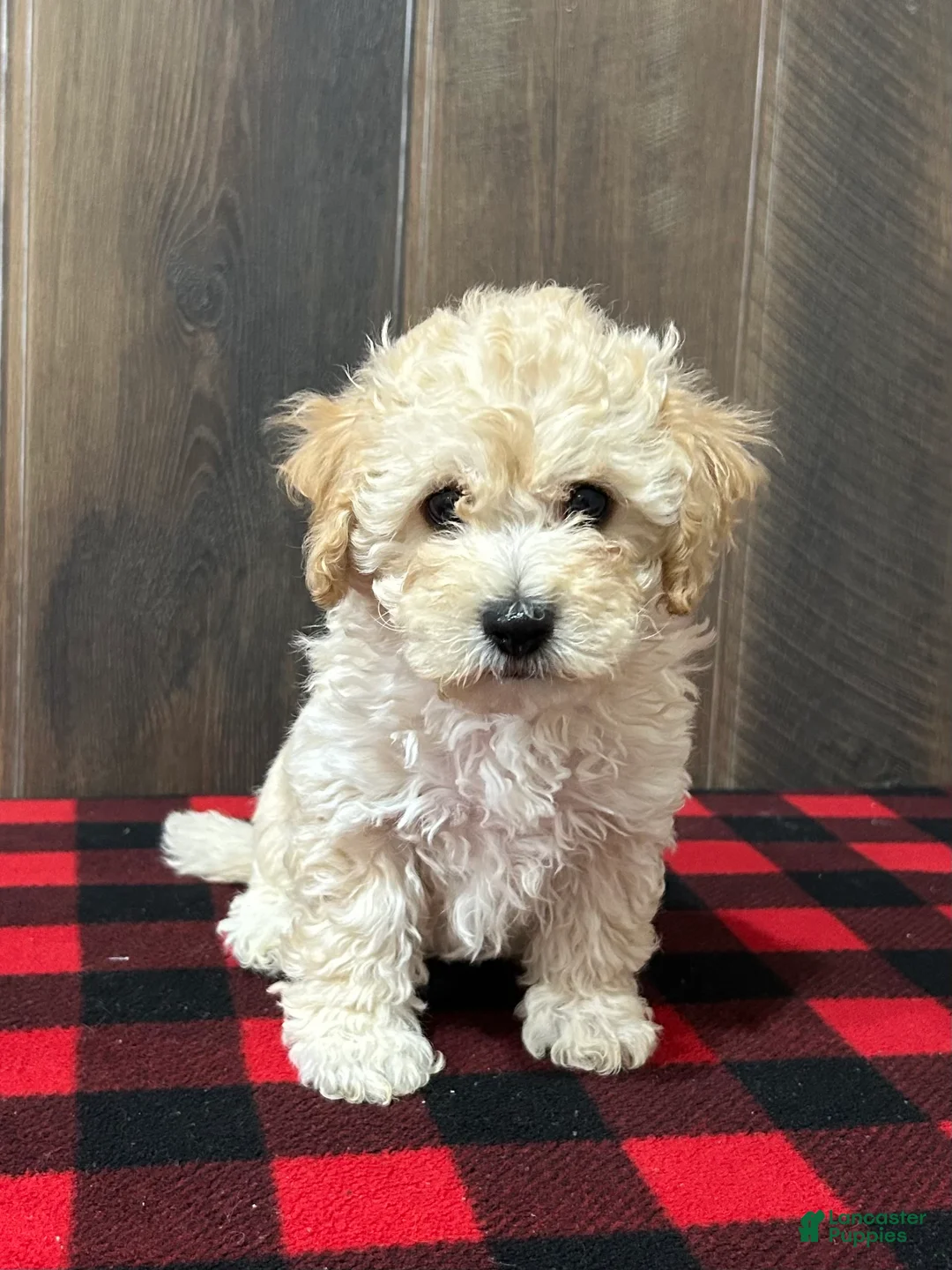 Bichpoo dogs for sale: Freddy - Ad 3