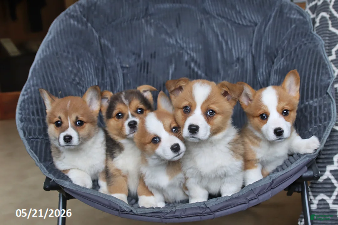 Welsh Corgi Pembroke dogs for sale: Hopscotch - Ad 5
