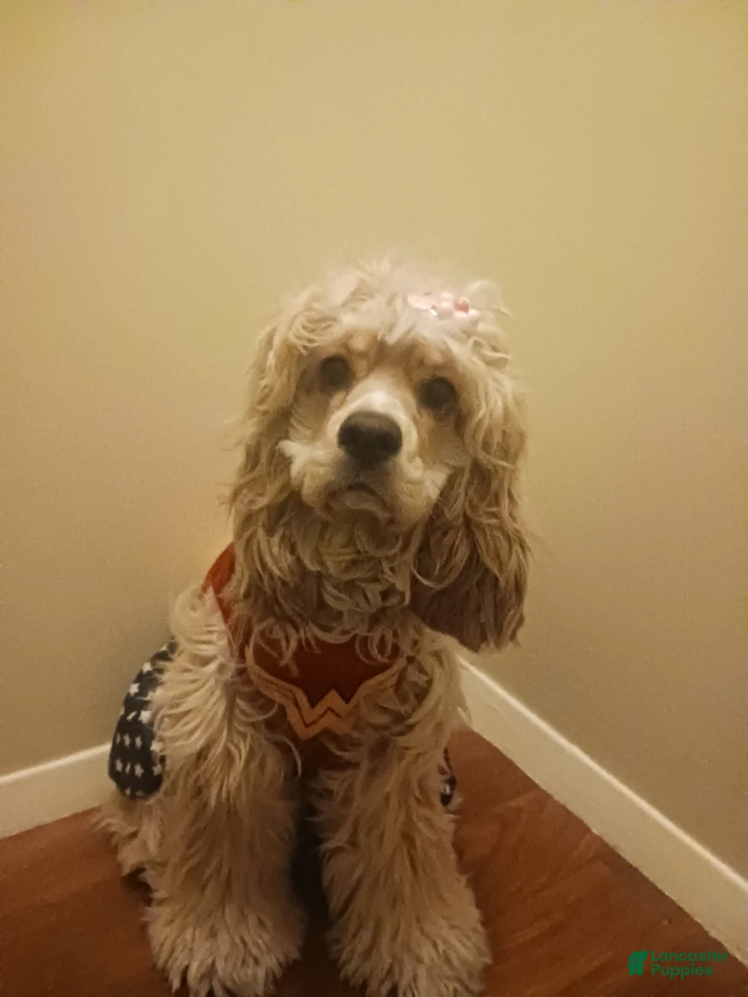 Cocker Spaniel dogs for sale: CLEO - Ad 2