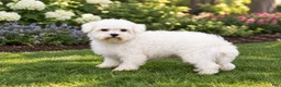Maltipoo dogs for sale: Beanie - Ad 16
