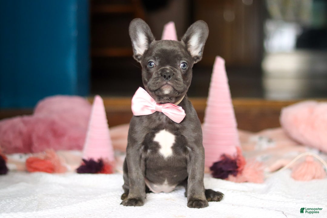 French Bulldog dogs for sale: Jade - Ad 2
