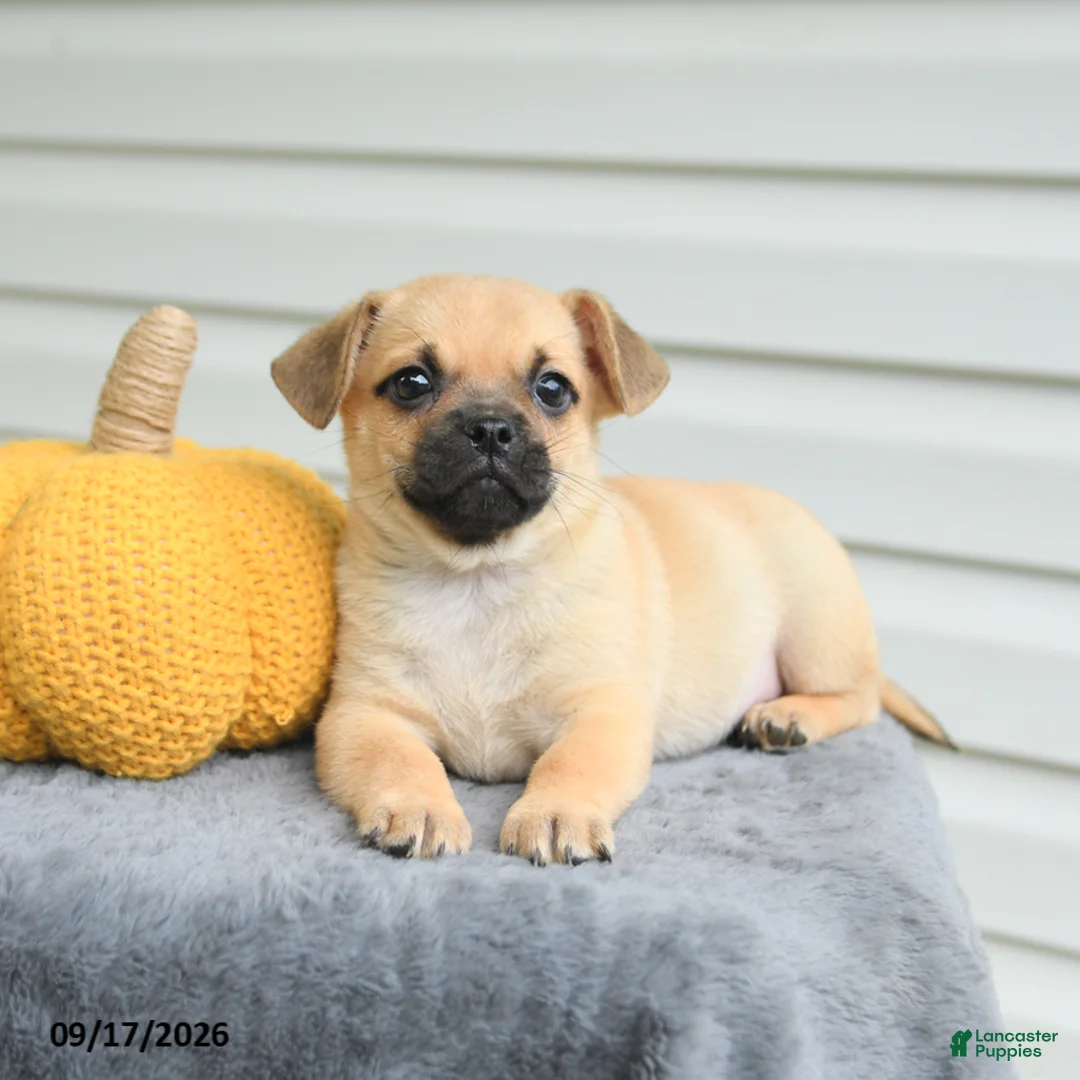 Mixed Breed dogs for sale: Stanley - Ad 2