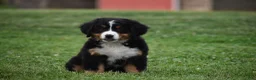 Bernese Mountain Dog dogs for sale: Princess - Ad 1