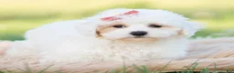 Maltipoo dogs for sale: Pongo - Ad 7