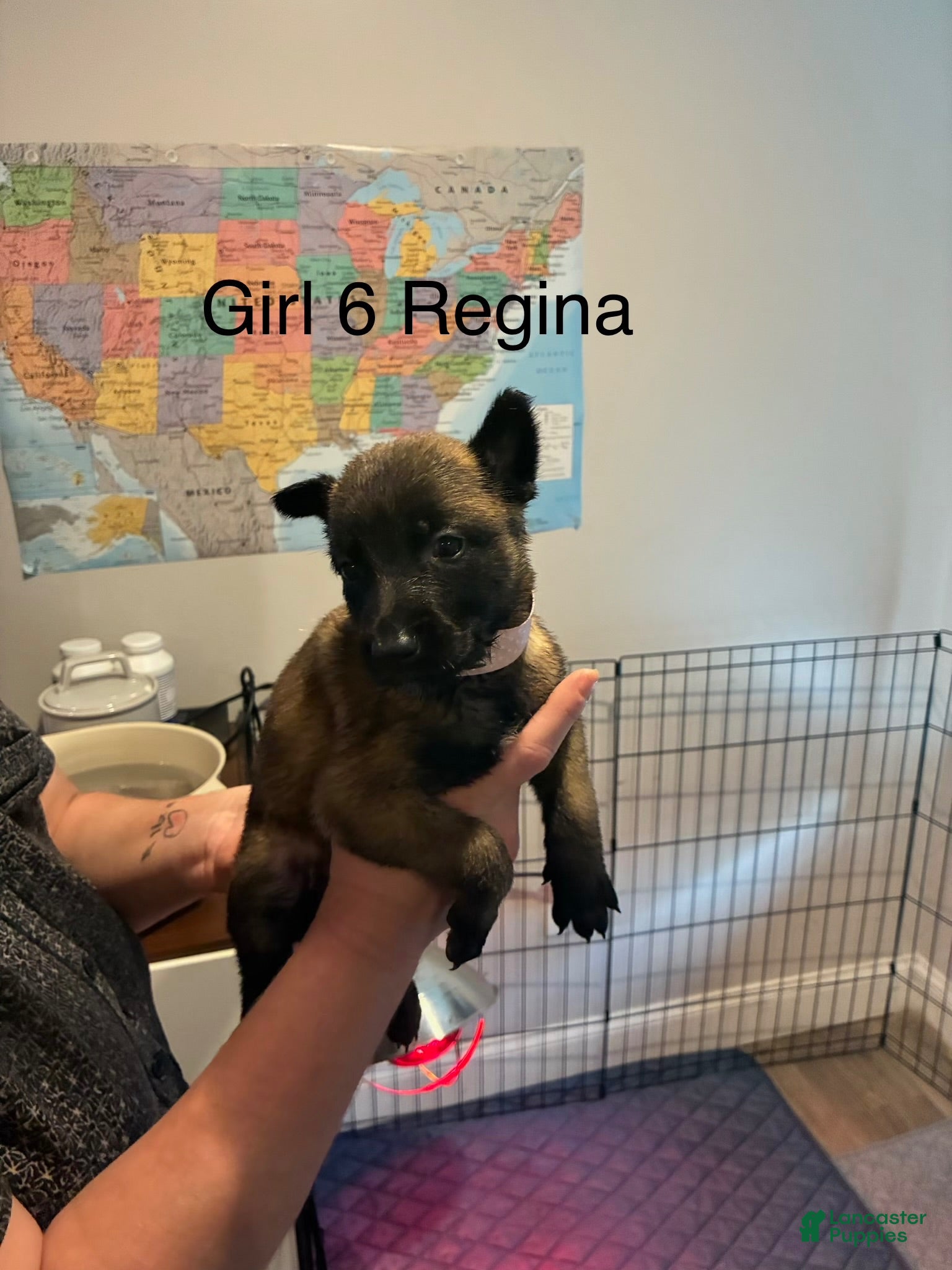 Belgian Malinois dogs Belgian Malinois 3 - Ad 37