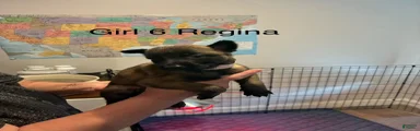 Belgian Malinois 3